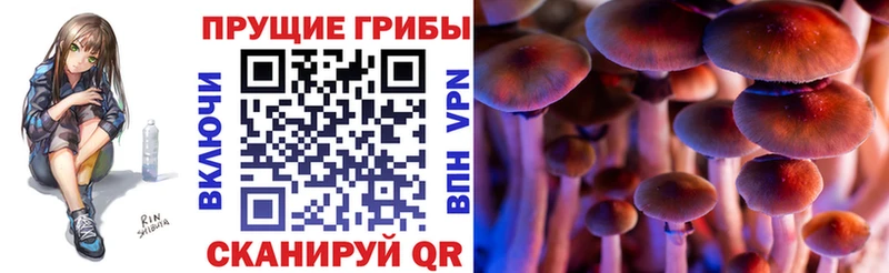 Купить где  Конаково  Псилоцибиновые грибы GOLDEN TEACHER 